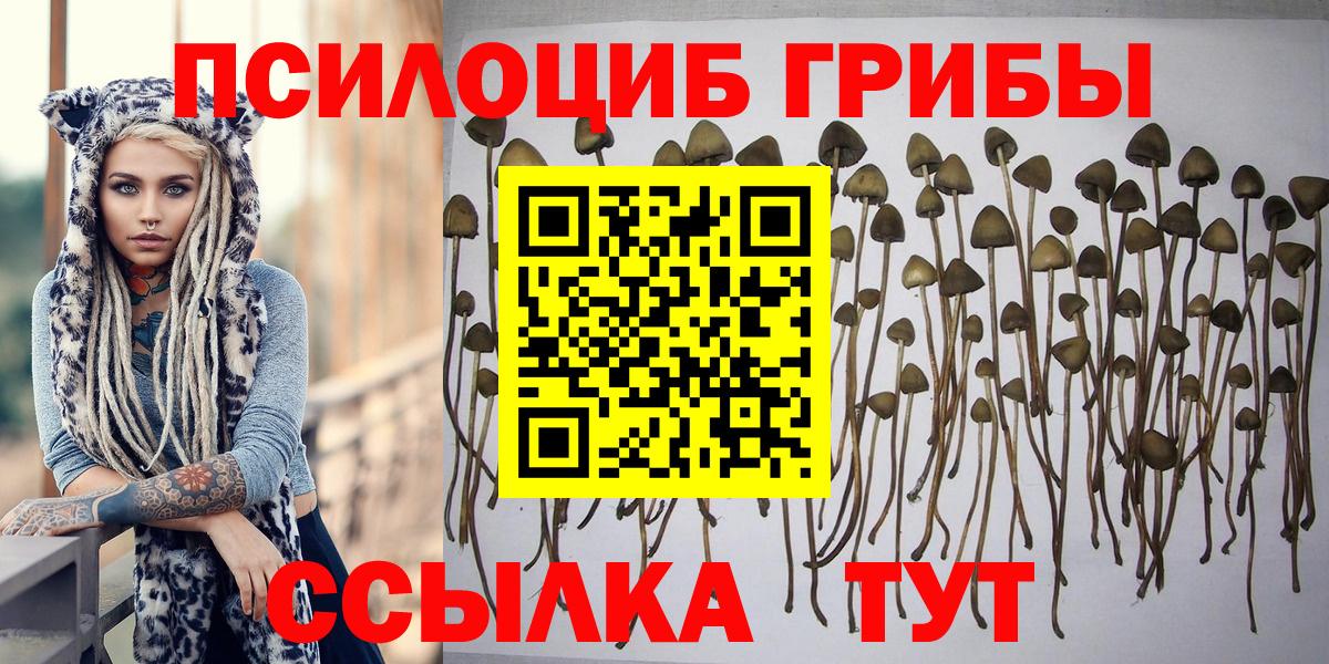 Псилоцибиновые грибы Psilocybe Янаул